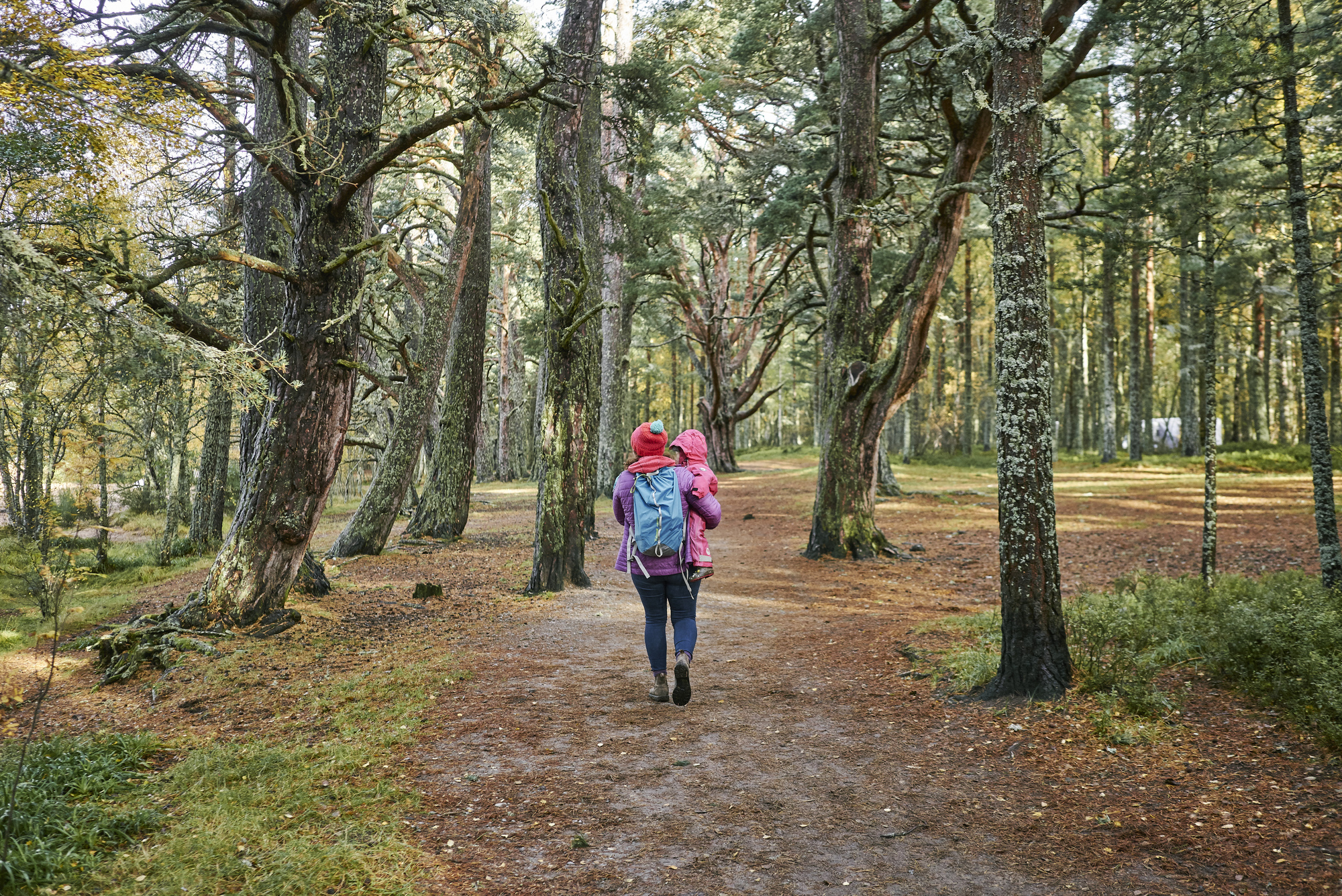 Rear view of young woman with purple jacket carrying toddler in pink romper suit, on woodland trail, Loch Morlich, Glenmore Forest Park, near Aviemore